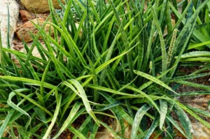 How to Plant, Grow, and Care for Sansevieria parva