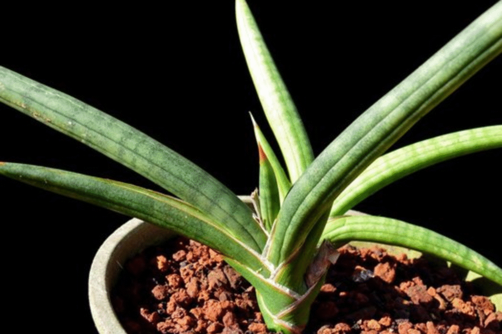 How to Plant, Grow, and Care for Sansevieria pearsonii