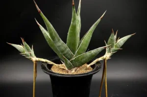How to Plant, Grow, and Care for Sansevieria pinguicula