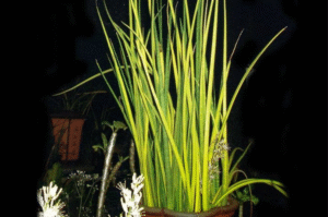 How to Plant, Grow, and Care for Sansevieria sulcata