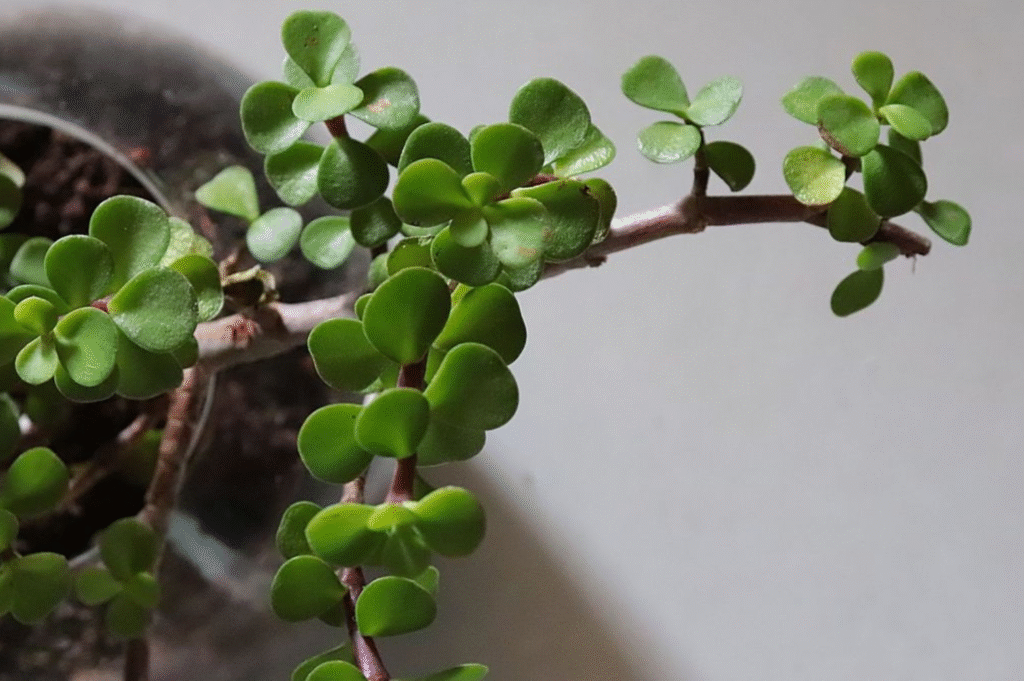 How to Propagate Jade Plant – Easy Step-by-Step Guide for Beginners