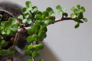 How to Propagate Jade Plant – Easy Step-by-Step Guide for Beginners
