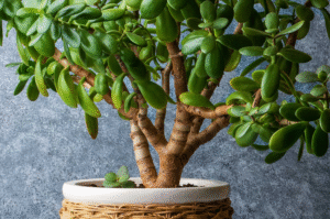 How to Repot a Jade Plant (Easy Step-by-Step Guide)