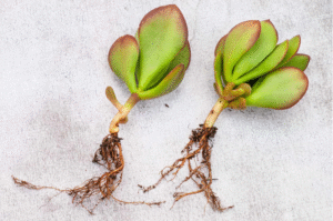 How to Root a Jade Plant