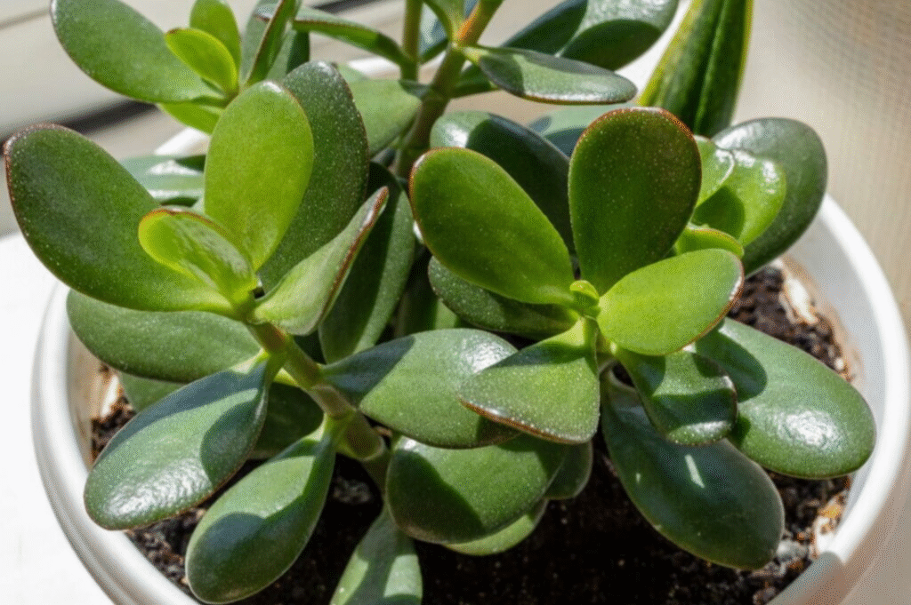 Is Jade Plant a Succulent?