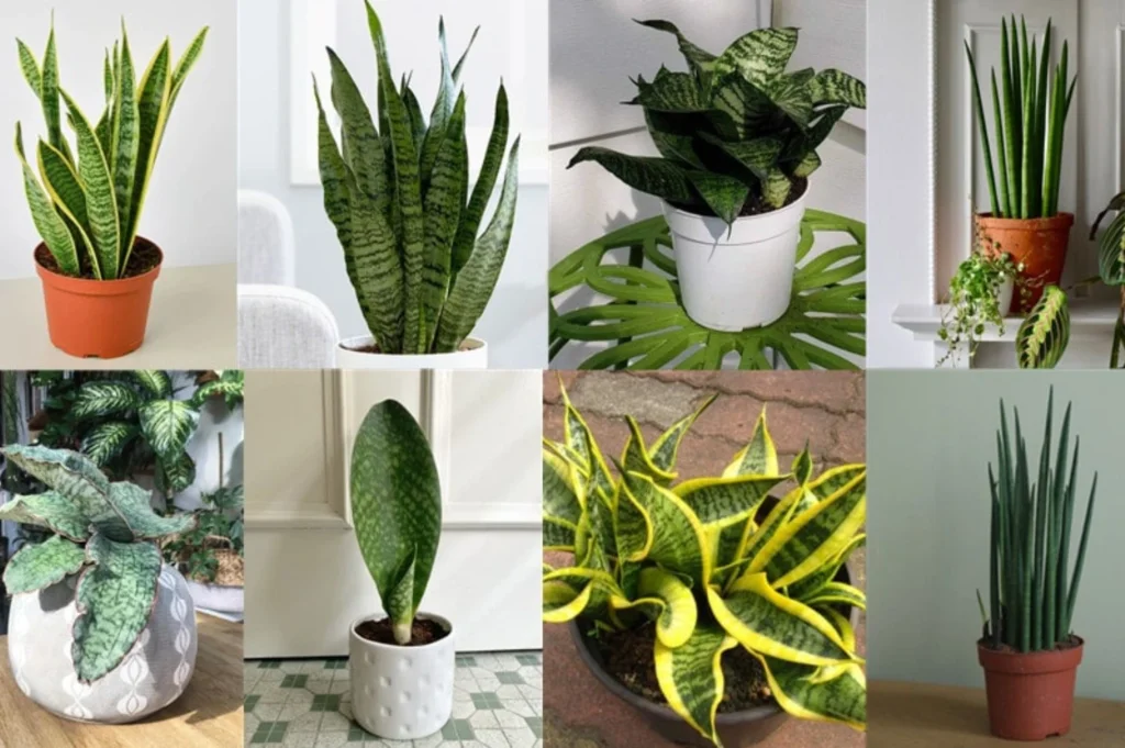 List of Rare Snake Plant Varieties in the World