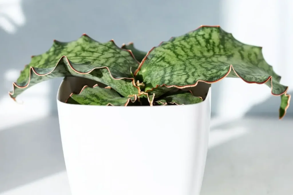 Sansevieria Kirkii