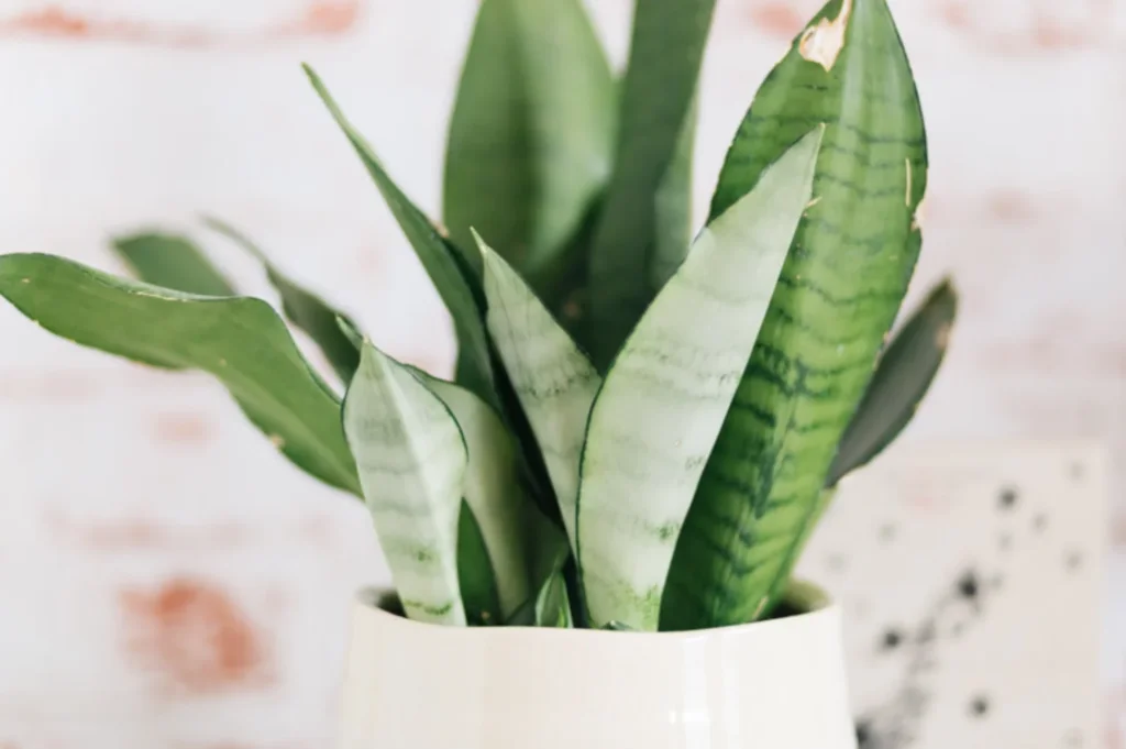 Sansevieria Moonshine