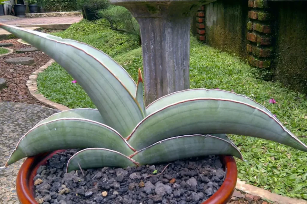 Sansevieria ehrenbergii ‘Banana’