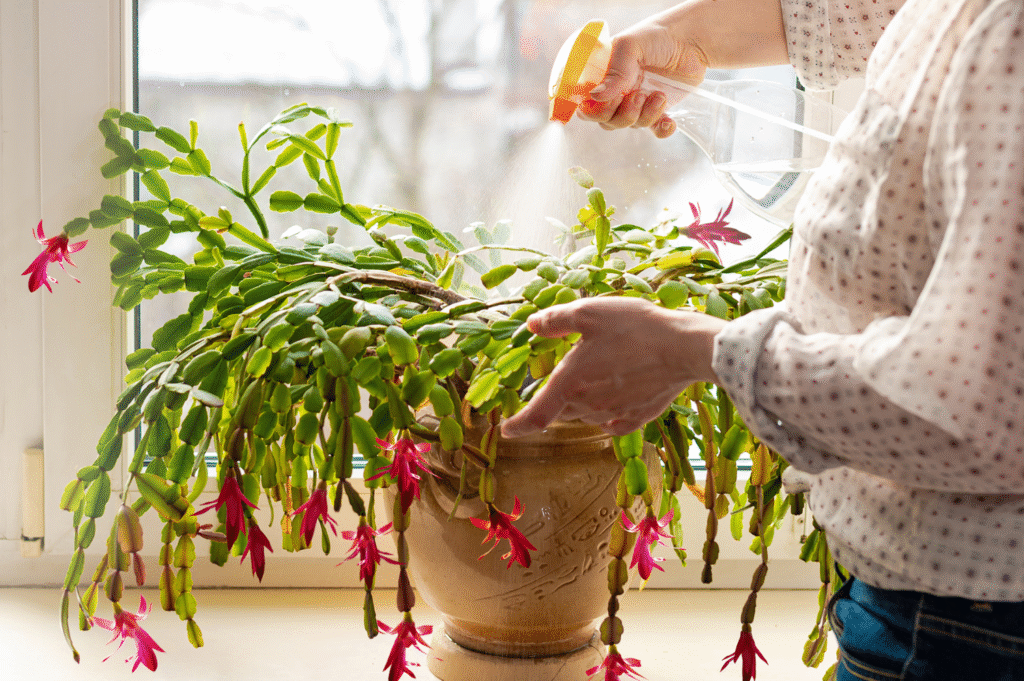 Should I Fertilize My Christmas Cactus While It Is Blooming