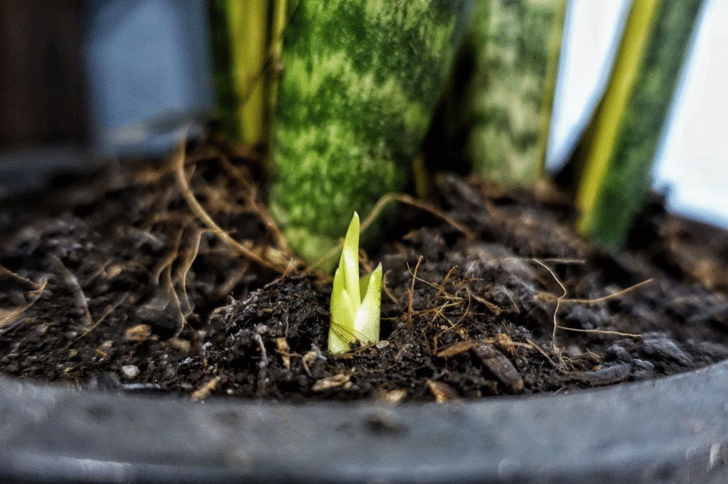 Should I Separate Snake Plant Babies