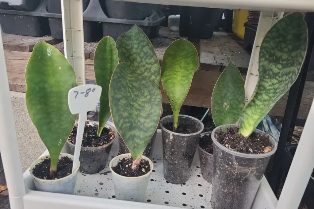 Whale Fin Snake Plant