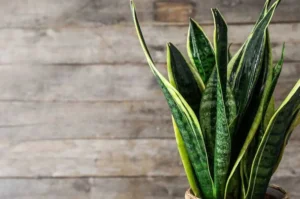 What Is the Disadvantage of Snake Plants