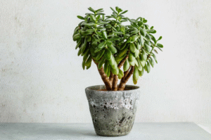 What is a Jade Plant A Complete Guide for Beginners