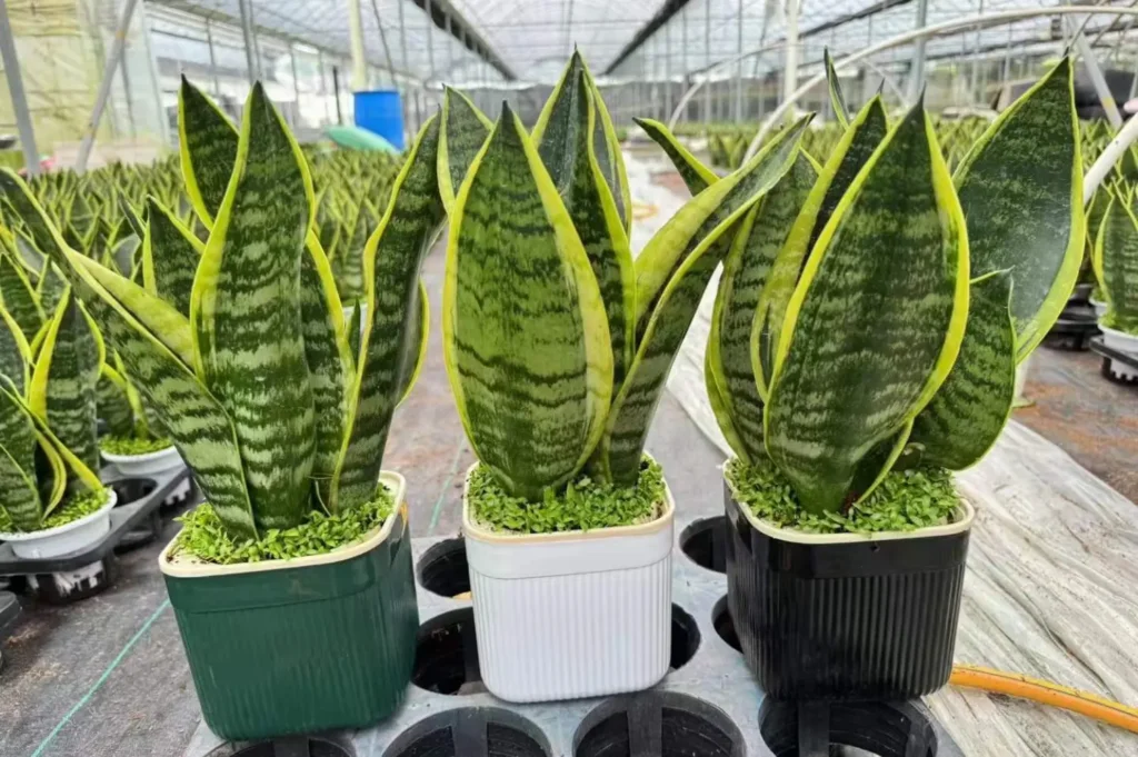 What is the Secret of the Snake Plant