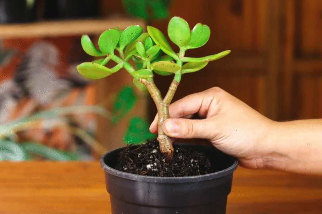 When to Repot Jade Plant