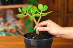 When to Repot Jade Plant