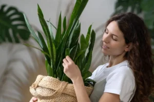 Where Is the Best Place to Put a Snake Plant