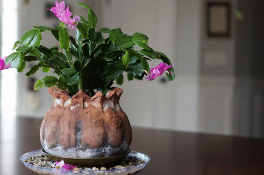 Why Are Christmas Cactus Buds Falling Off
