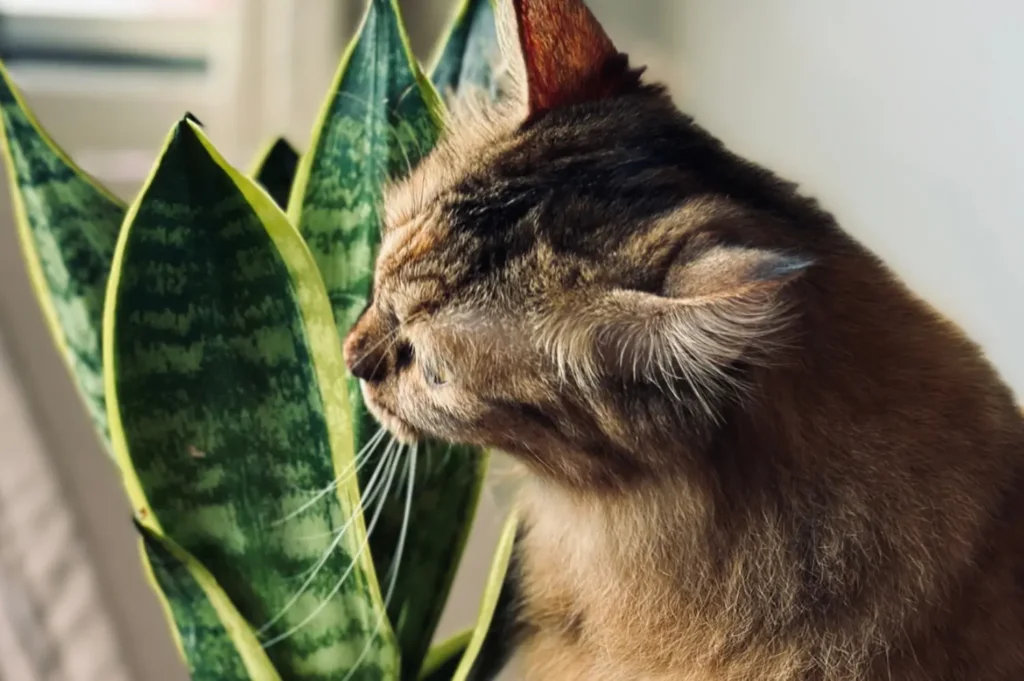 Will Snake Plants Kill Cats (Full Guide for Pet Owners)