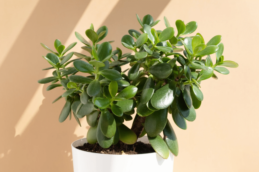 Are Jade Plants Toxic to Humans