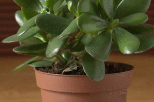 Can I Use Orchid Soil for Jade Plant