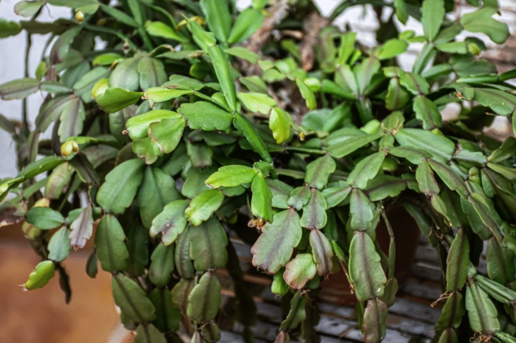 Do I Need to Repot My Christmas Cactus