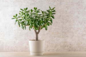 Do Jade Plants Like Humidity