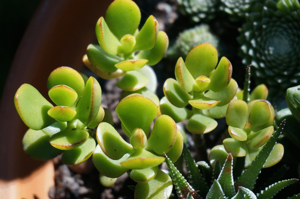 Do Jade Plants Need a Lot of Light