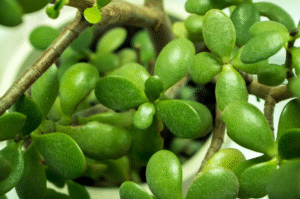 How to Get Rid of Mealybugs on Jade Plant