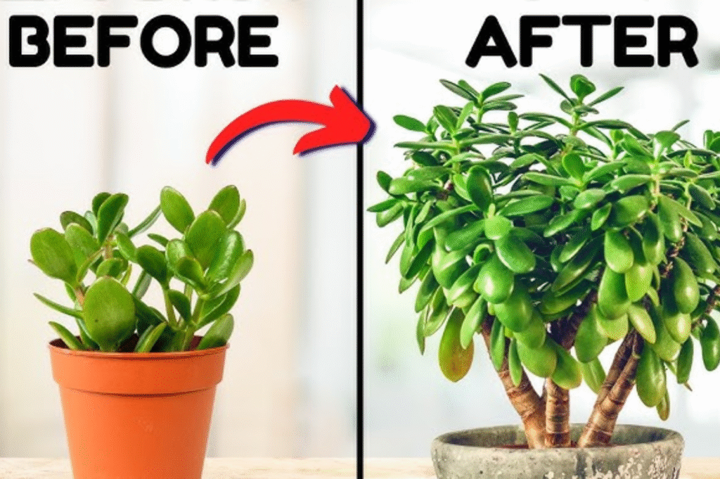 How to Make Jade Plant Bushy