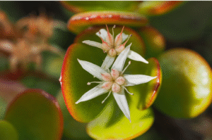 How to Make a Jade Plant Bloom