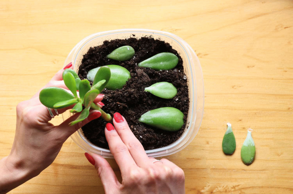 How to Propagate Jade Plant from Leaves