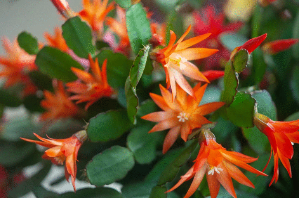 Is Christmas Cactus Poisonous to Babies