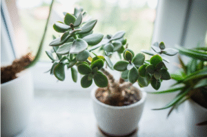 What Are Jade Plants Good For 