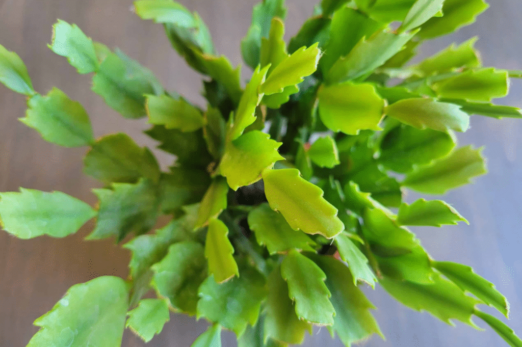When to Propagate Christmas Cactus