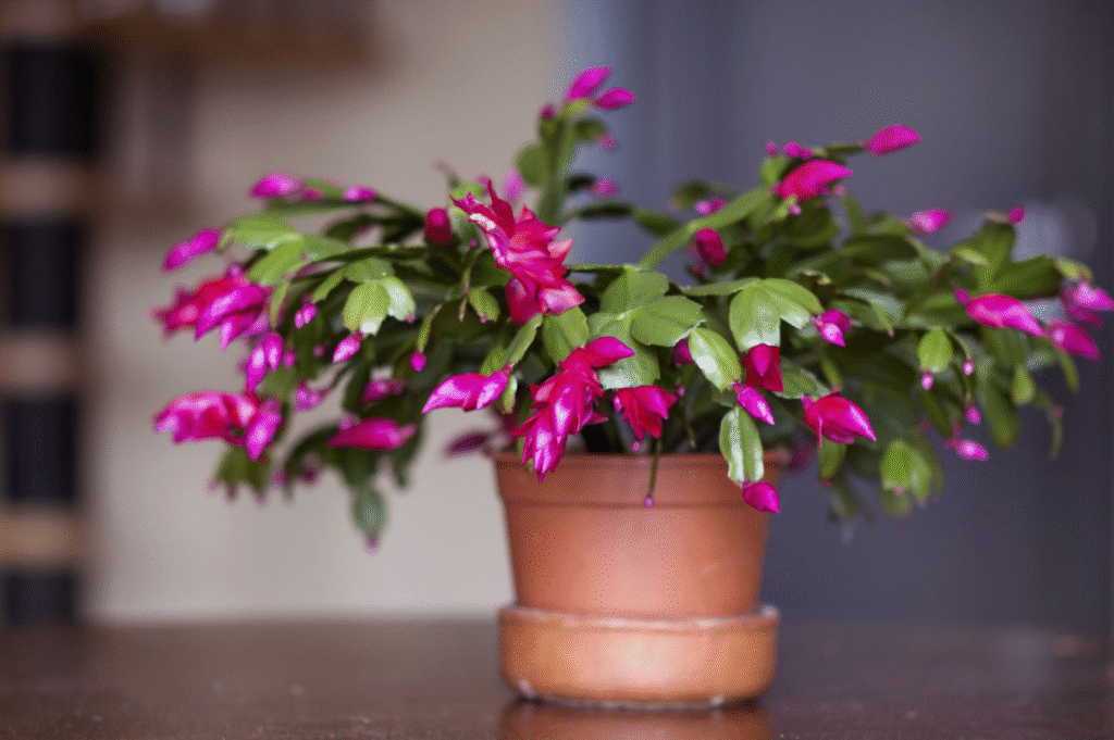 When to Repot Christmas Cactus