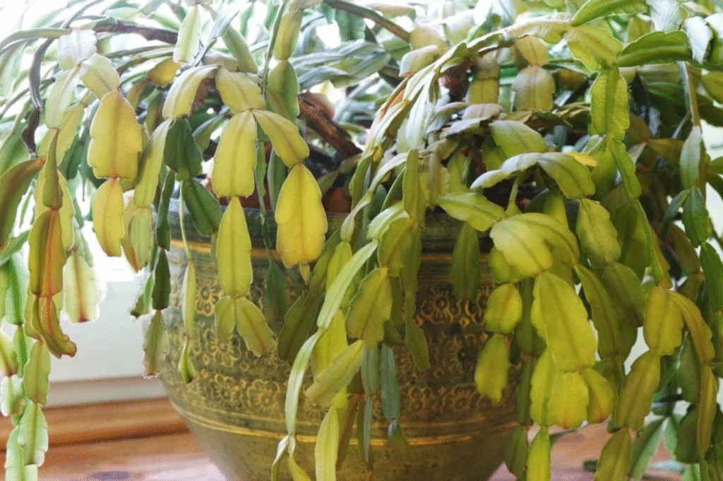 Why Is My Christmas Cactus Leaves Turning Yellow