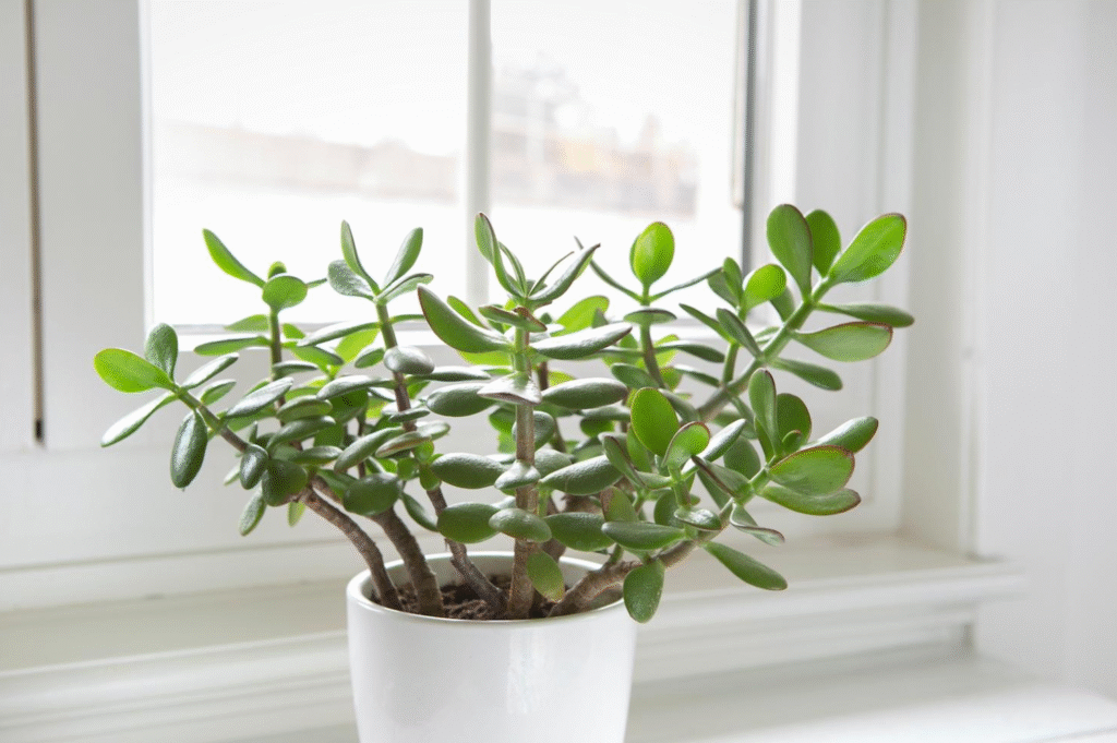Why Is My Jade Plant Dying