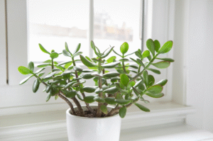 Why Is My Jade Plant Dying