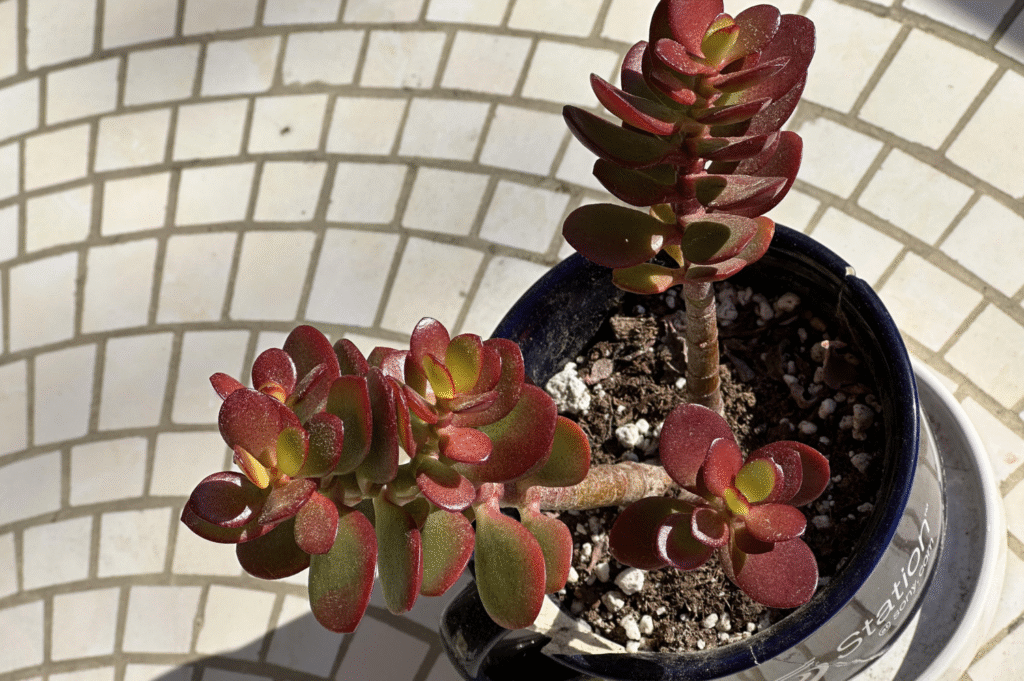 Why Is My Jade Plant Turning Red Causes, Fixes, and Care Tips