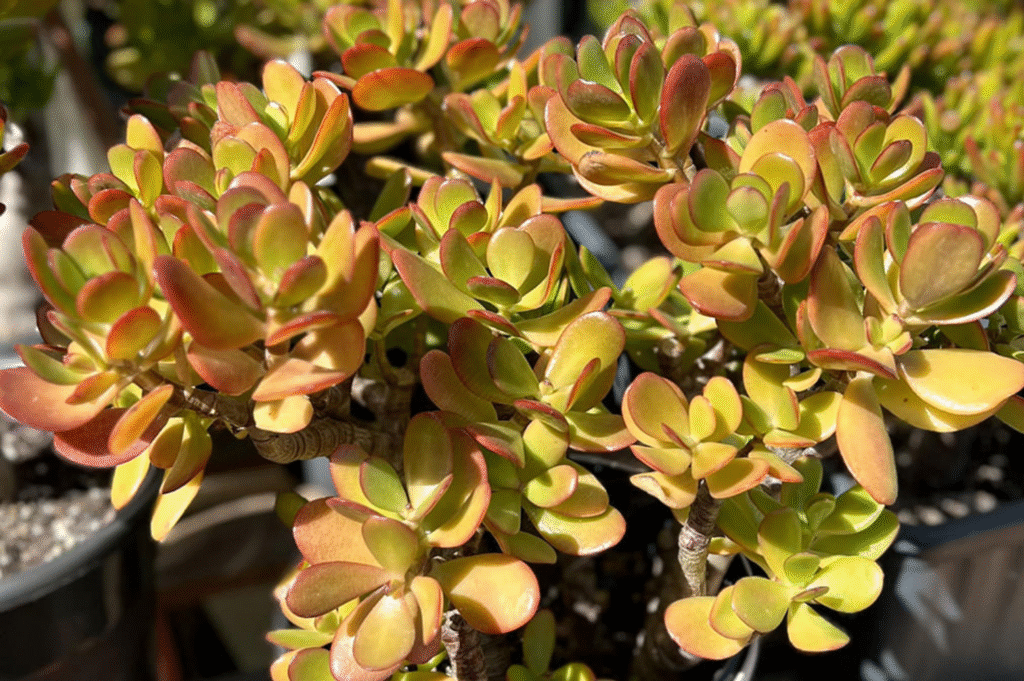 Why Is My Jade Plant Turning Yellow