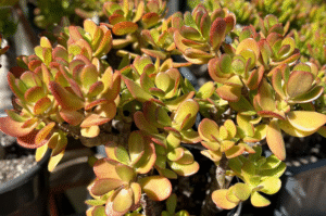 Why Is My Jade Plant Turning Yellow