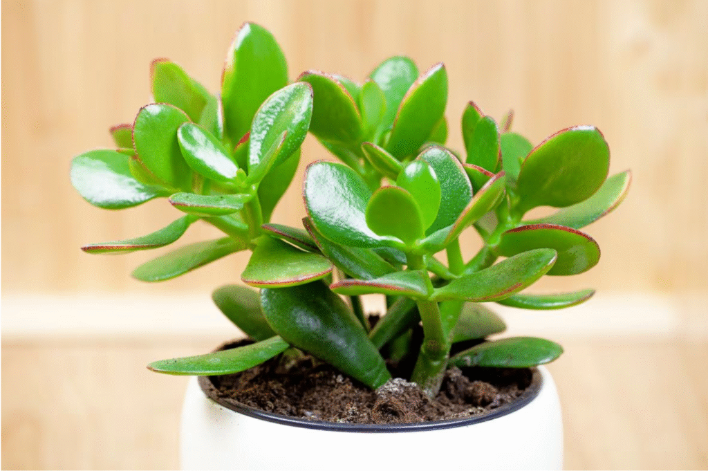 Are Jade Plants Good Luck