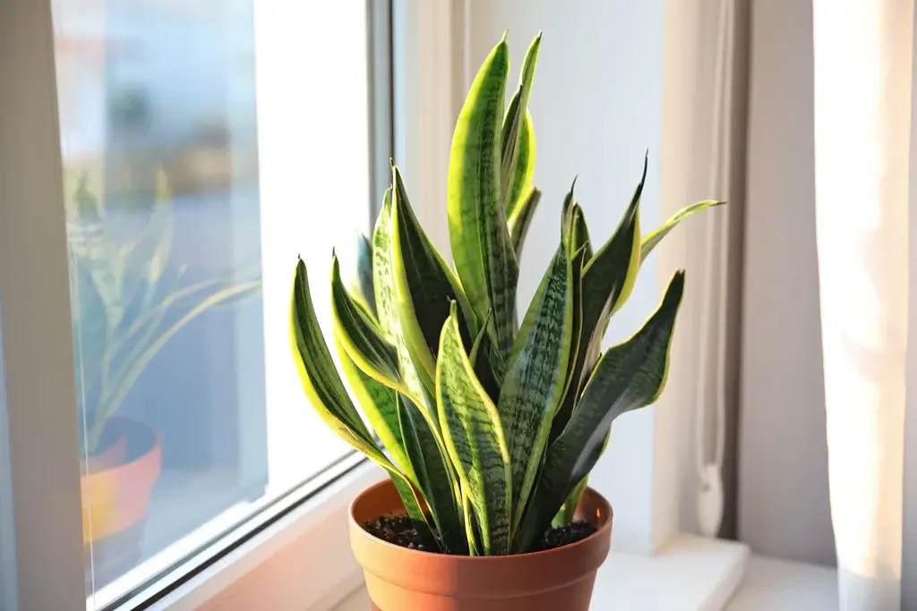 Dracaena Trifasciata Recipes: Creative, Safe & Unique Uses for Every Home