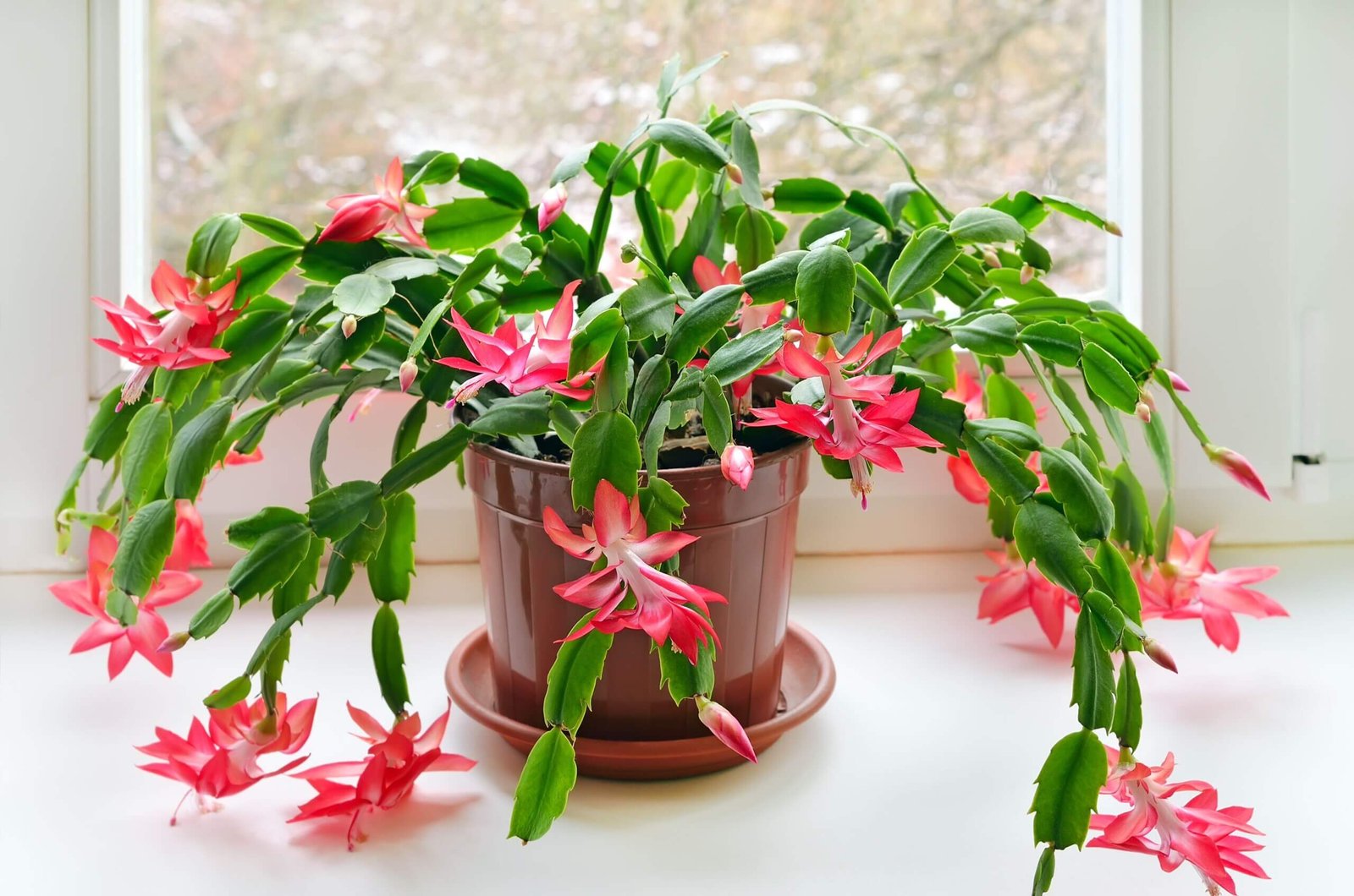 christmas-cactus-propagation-care-blooming-tips