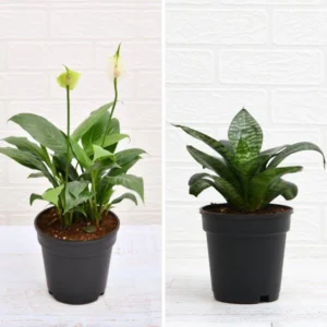 Peace Lily vs Snake Plant: Which Is the Best Indoor Plant for You