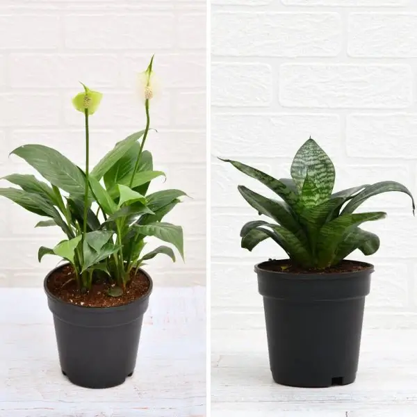 Peace Lily vs Snake Plant: Which Is the Best Indoor Plant for You